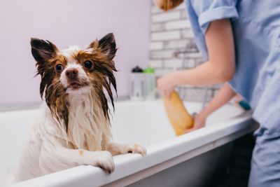 Pet Grooming and Pet Sitting Insurance in Torrance, CA by The Armstrong Company Insurance Consultants