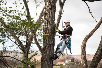 Tree Trimming Insurance in Torrance, CA by The Armstrong Company Insurance Consultants